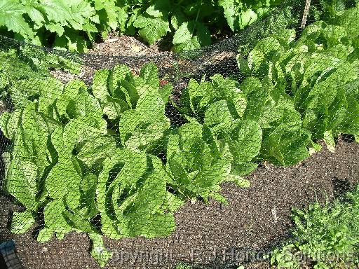 Lettuce Cos - Bird Netting 